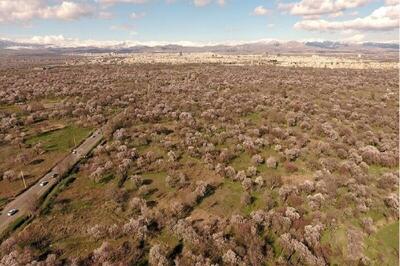  ثبت جهانی باغستان قزوین در میراث کشاورزی / اعطای نشان به باغدار قزوینی