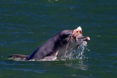  فشن‌‌شوی بامزه دلفین‌‌ها در اقیانوس که شما را می‌خنداند