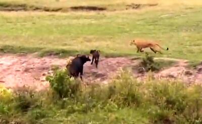  نگاه دردناک بوفالوی مادر به شکار شدن گوساله‌اش توسط شیر