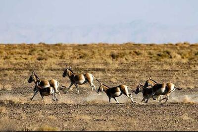  احیای گورخر ایرانی در پارک ملی کویر