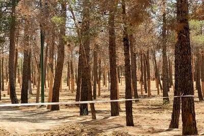  خشکیدگی و قطع هزاران اصله درخت در پارک چیتگر