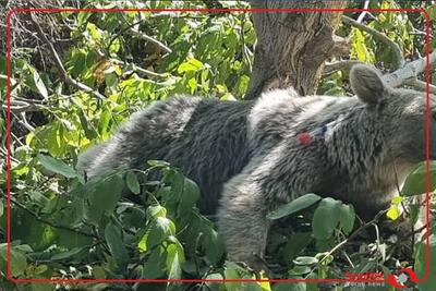  نجات خرس چهار ساله از تله سیمی در آمل