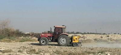  کشت کلزا در لامرد به پایان رسید