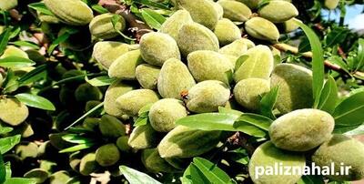  نهال بادام دیم مناسب مناطق سردسیری را بشناسید