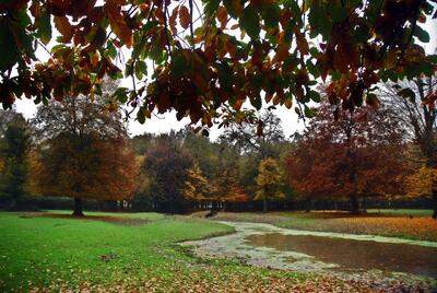  عکس/ گشت و گذار گوزن‌های شاخ دار در جنگل قرق گرگان | اقتصاد24