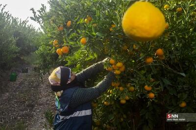  تصاویر؛ برداشت نارنگی از باغات هاشم‌آباد گرگان