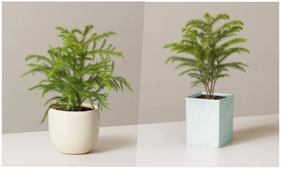  ترفندهایی برای شاداب شدن گیاه کاج مطبق؛ نکات طلایی برای مراقبت بهتر