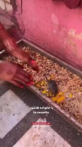  معبدی عجیب در هند که موش ها را مقدس می‌دانند + فیلم