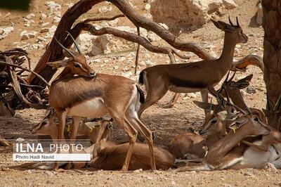  باغ وحش ارم ۱۳ آبان رایگان است