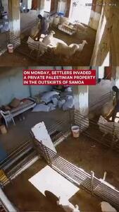  کشتار وحشیانه دام‌های فلسطینیان به دست شهرک نشینان صهیونیست + فیلم