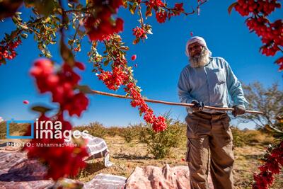  برداشت زرشک در روستای «افین» خراسان جنوبی