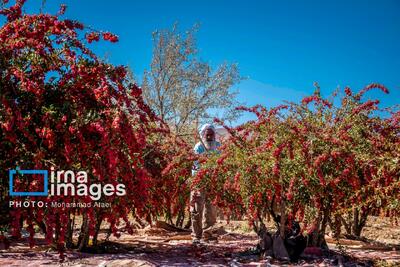  برداشت زرشک در روستای «افین» خراسان جنوبی