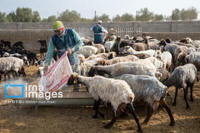  پرورش دام سبک در روستای «چپرقویمه»