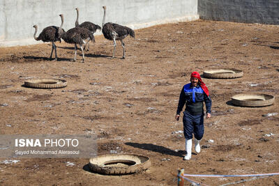  کاهش ارزش افزوده پرورش شترمرغ به دلیل نبود صنایع فرآوری آن در استان
