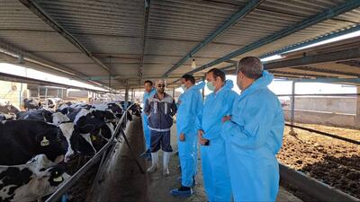  تب برفکی، یک بیماری مهلک برای دام‌ها است