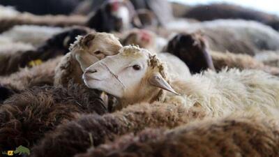  اصلاح نژاد ۱۵۰۰ راس گوسفند مهربان در همدان