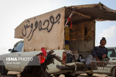  بازار پرنده‌فروش‌های بجنورد