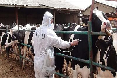  شیوع تب برفکی در استان‌های مجاور البرز