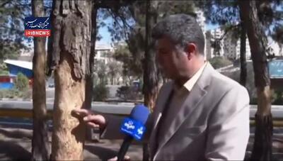  درختان پارک چیتگر از بی‌آبی در صف مرگ هستند