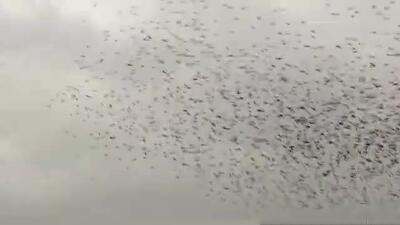  پرواز سارها در آسمان نیشابور