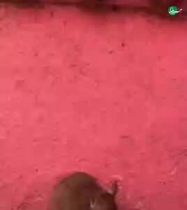  معبدی عجیب در هند که موش‌ها را مقدس می‌دانند!
