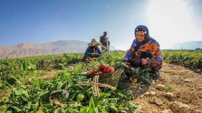  دولت ۱۰۰ درصد حق بیمه زنان سرپرست خانوار روستایی را پرداخت می‌کند