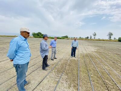  برنج مقاوم به خشکی؛ گام جدید ایران و چین در بهبود تولیدات کشاورزی
