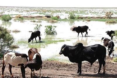  نژاد گاو اصیل سیستانی؛ میراث ژنتیکی ایران و ستون اقتصاد بومی