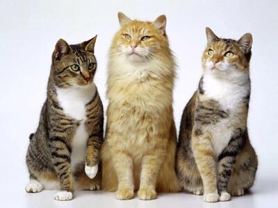  علاقه مفرط به گربه کار دست فوتبالیست ایرانی داد / جمع کن از این آپارتمان برو!