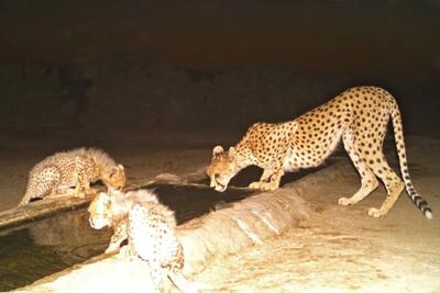  دوگانه ذهنیت و واقعیت؛ وقتی تصویر جای داده را می‌گیرد