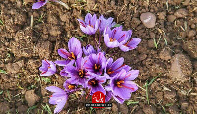  برداشت طلای سرخ از دل کویر در کرمان