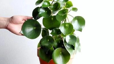  گل قاشقی شما چرا پژمرده می‌ شود؟ راهنمای کامل نگهداری و آبیاری