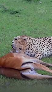  فیلم شکار نفس‌گیر غزال توسط یوزپلنگ ماده