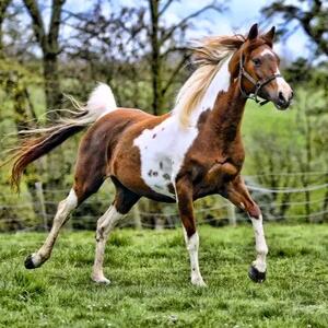  طبیعت در قاب احساس / از آرامش تا سرزندگی