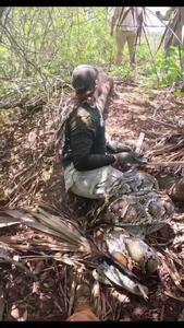  فیلم چنبره زدن مار بزرگ به دور پای گردشگر