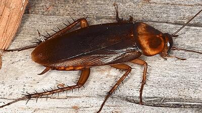  زنی به خاطر کشتن یک سوسک مرتکب قتل شد!