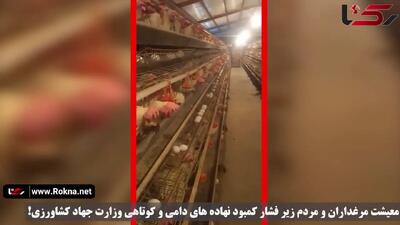  مرغداری‌ ها در آستانه فاجعه / مسئولان می گویند همه چیز خوب است!