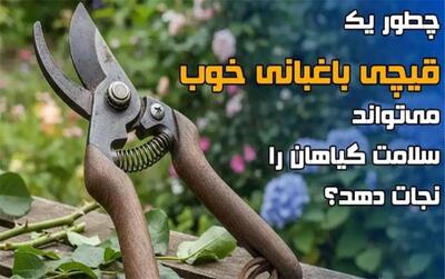  چطور یک قیچی باغبانی خوب، می‌تواند سلامت گیاهان را نجات دهد؟
