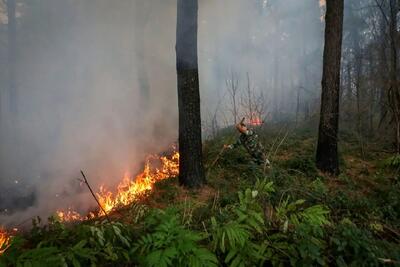  وقوع حریق در عرصه‌های جنگلی چالوس/ تلاش‌ها برای اطفای حریق ادامه دارد