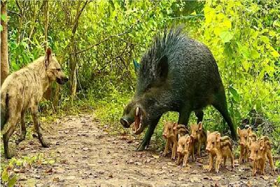  جذابیت حیات وحش؛ متوقف کردن شکار وحشیانه روباه برای محافظت از کودک گراز