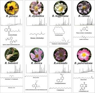  کشف یک ترکیب شیمیایی منحصر‌به‌فرد در گلبرگ رز‌های وحشی ایران در دانشگاه تهران