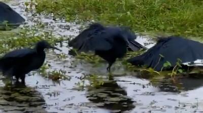  تکنیک شکار کلاغ‌های سیاه با بال‌های چتری شکل