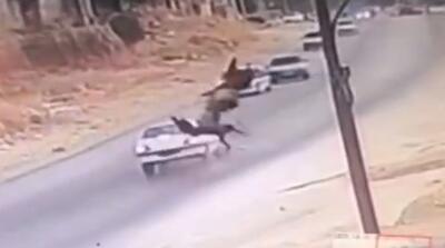  تصادف شدید پژو با اسب در کازرون فارس