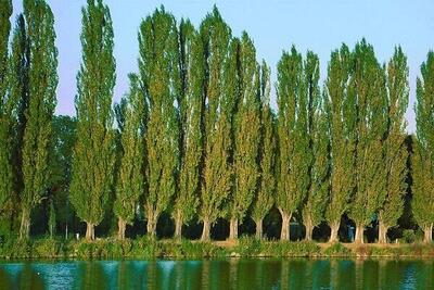  قطع درختان صنوبر در منطقه جنگلی چمستان با مجوز قانونی انجام شد