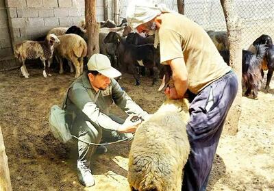  واکسیناسیون بیش از 4 هزار و 700 رأس دام سبک و سنگین در خوزستان علیه بیماری تب برفکی - تسنیم