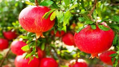  انار نی‌ریز از افتخارات جهانی تا تهدید و چالش