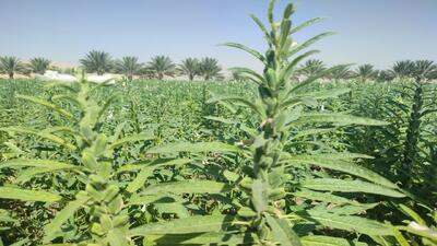  دانه‌های طلایی کنجد در کازرون؛ محصول کشاورزی پایدار + فیلم و تصاویر