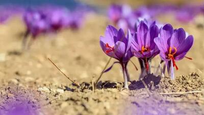  طلای سرخی که ۹۰ درصد تولیدش خارج از استان می‌رود؛ کشاورزان از سود محرومند