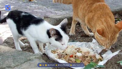  جایی برای ریختن غذای حیوانات فراهم شود