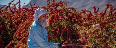  تصاویر/ برداشت زرشک در روستای «افین» خراسان جنوبی
